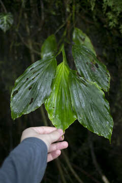 Image of Ludovia bierhorstii Wilder