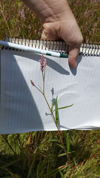 Image de Persicaria pensylvanica (L.) M. Gómez