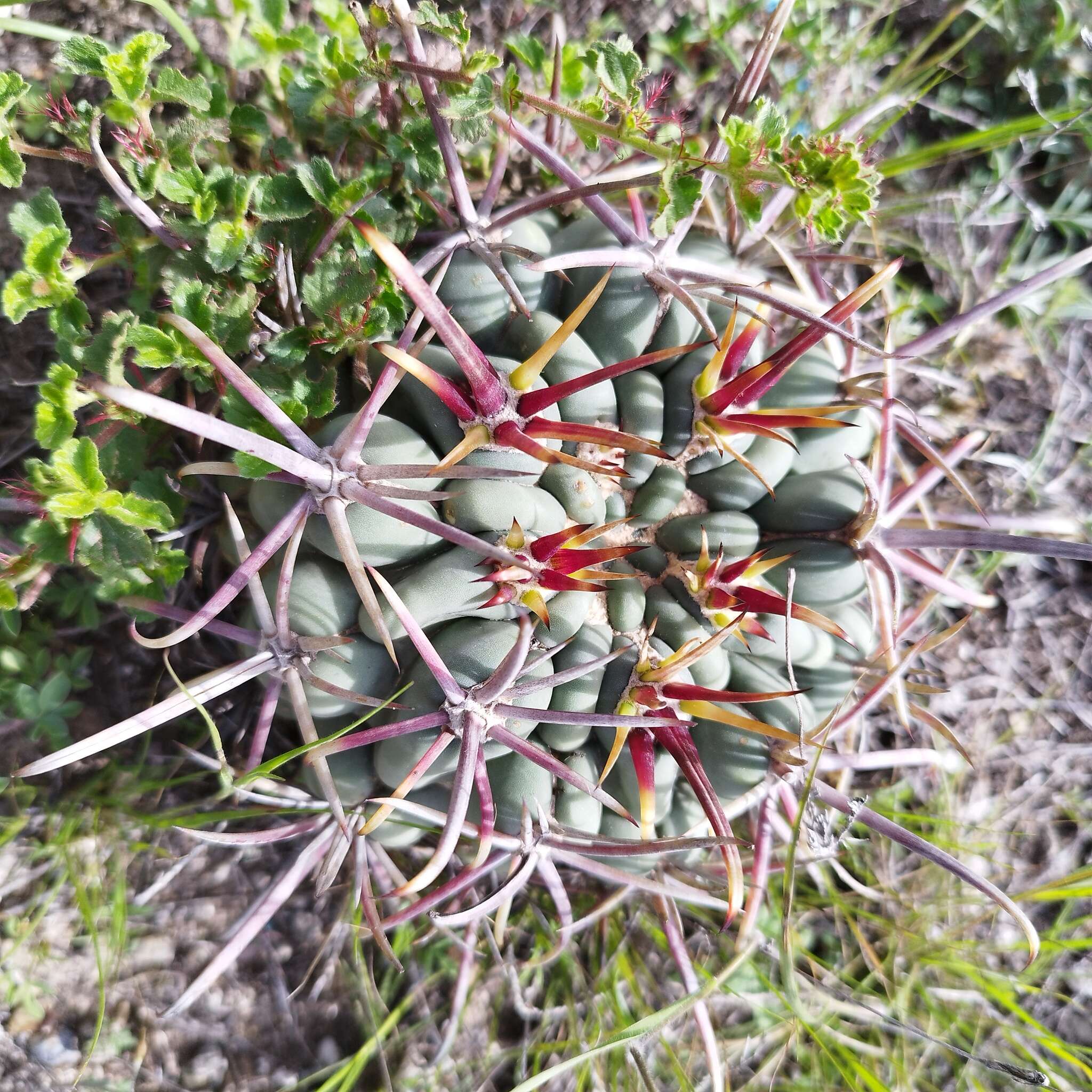 Image of Sclerocactus uncinatus subsp. crassihamatus (F. A. C. Weber) N. P. Taylor