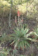 Image of Pretoria aloe