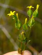 Image of Sebaea micrantha var. intermedia (Cham. & Schltdl.) Marais