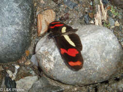 Image de Heliconius telesiphe Doubleday (1847)