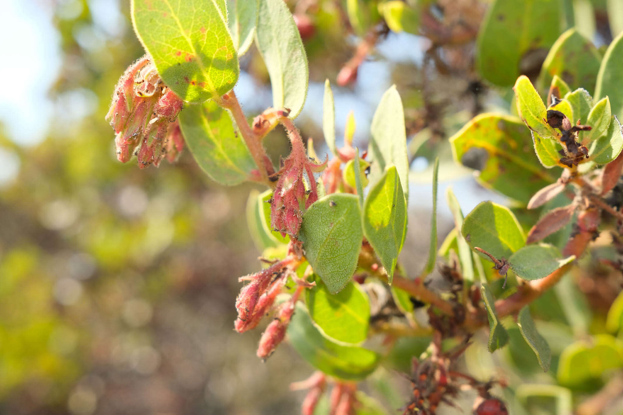 Image of Monterey manzanita