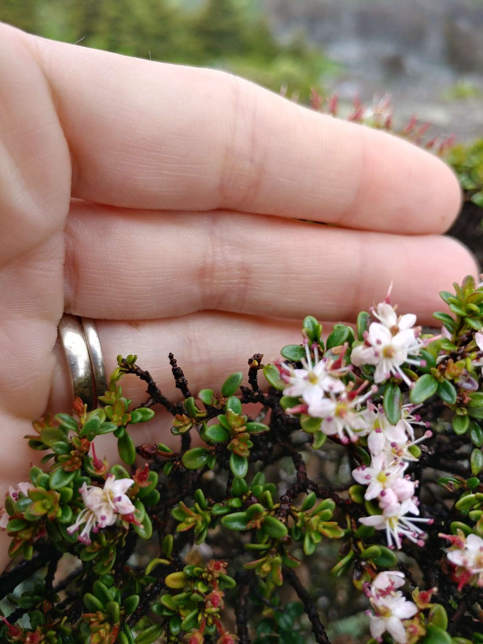 Image of Sand-Myrtle