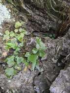 Image of Asplenium falcatum Lam.