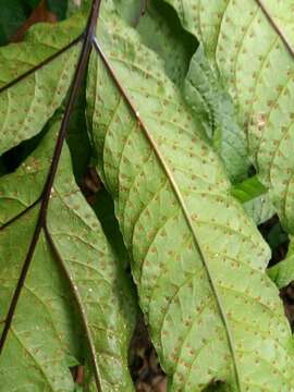 Image of Incised Halberd Fern