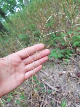 Image of Nodding Fescue