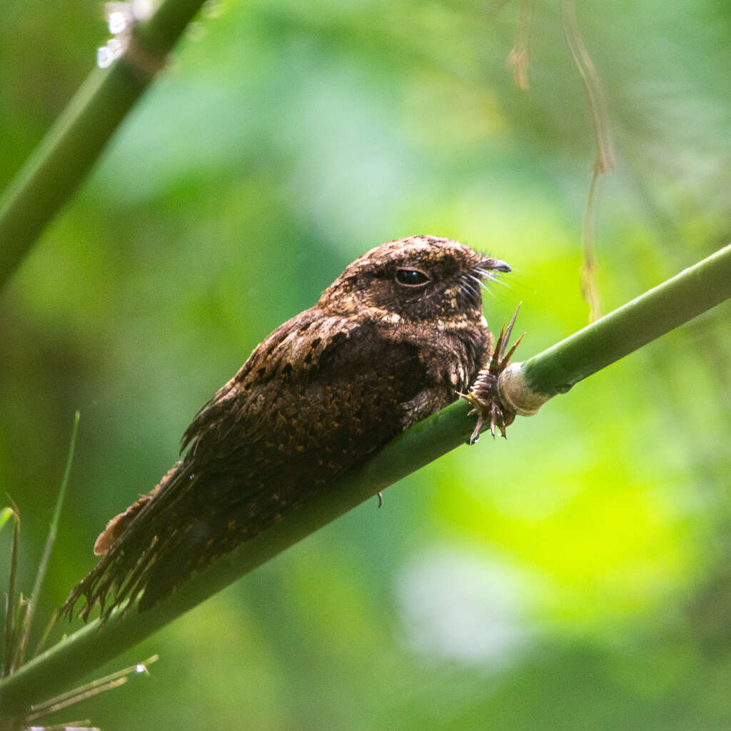 Plancia ëd Antrostomus sericocaudatus Cassin 1849