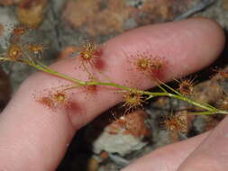 Drosera prophylla的圖片