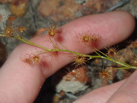 Imagem de Drosera prophylla