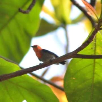 Image of Scarlet-headed Flowerpecker