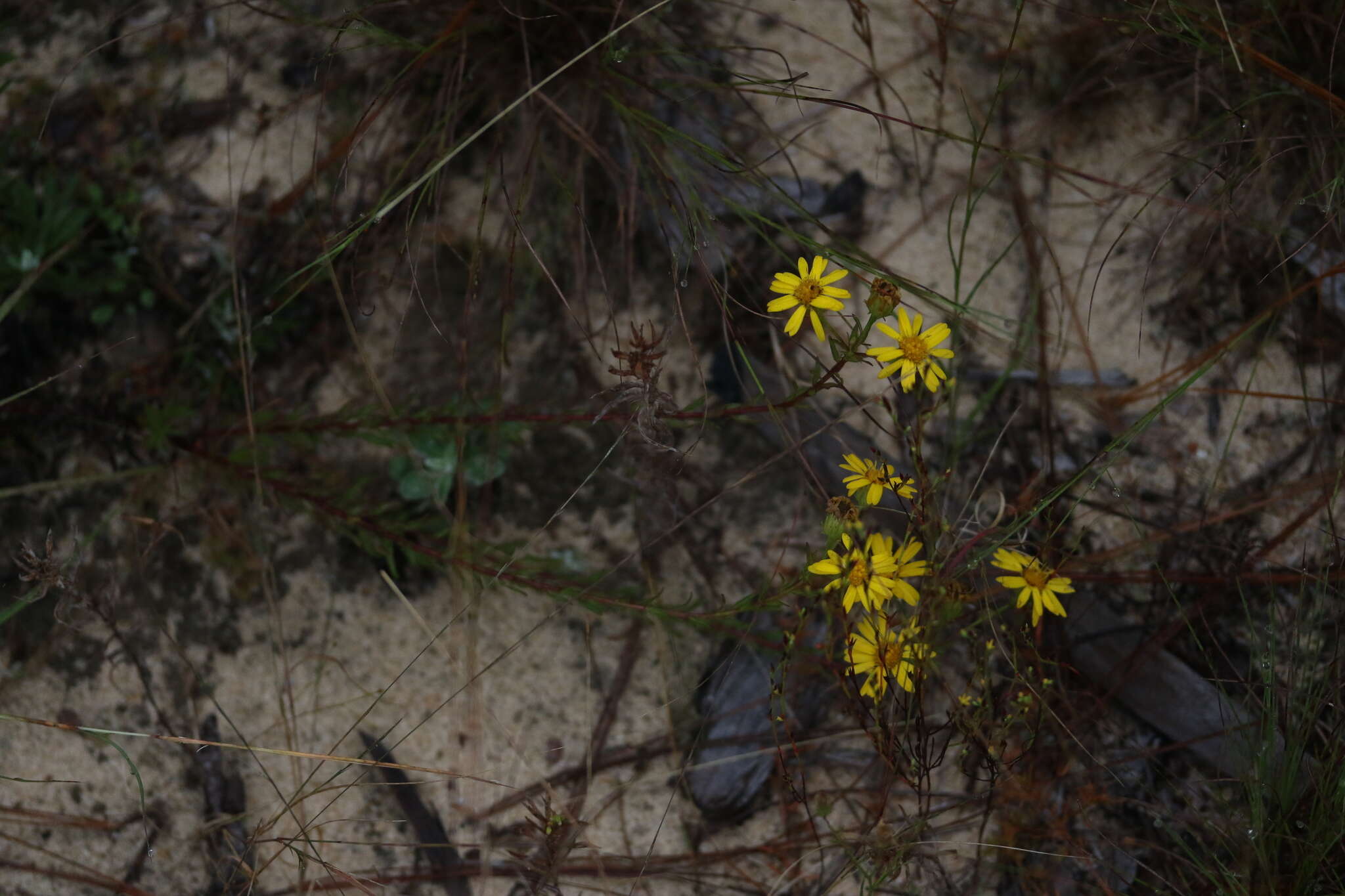 Image of <i>Chrysopsis <i>linearifolia</i></i> var. linearifolia