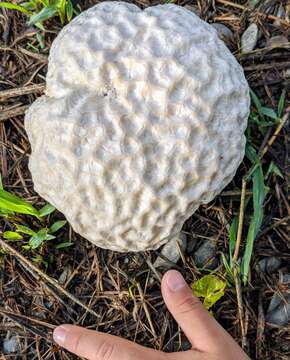 Image of Calvatia lilacina (Mont. & Berk.) Henn. 1904