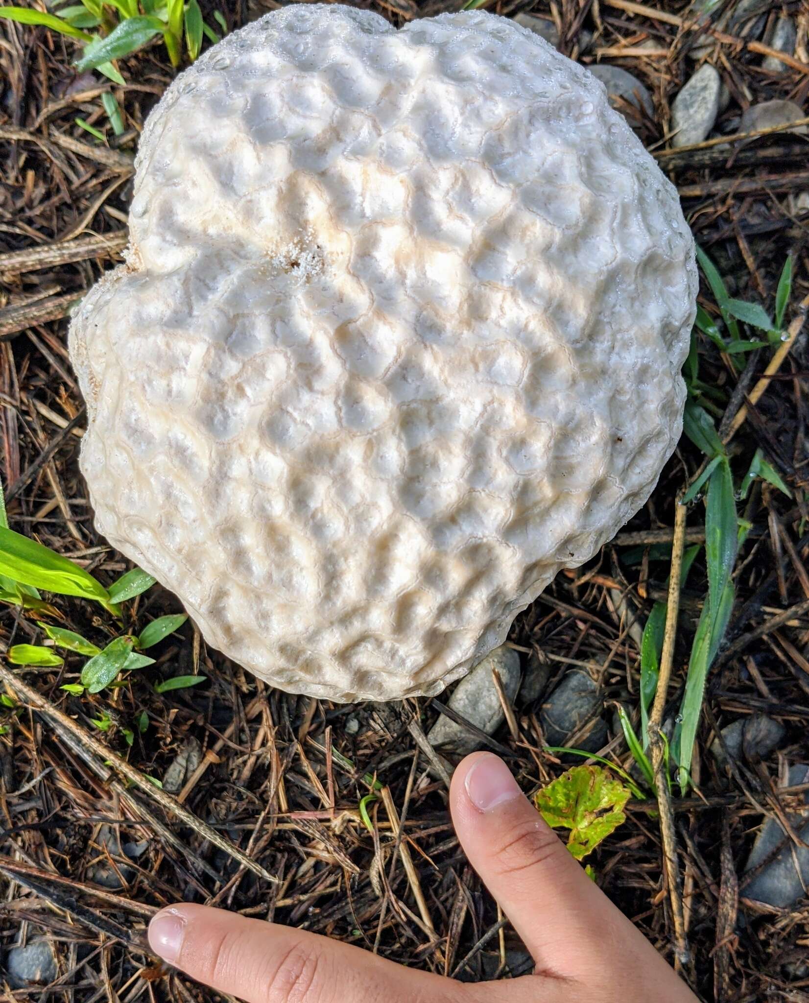 Imagem de Calvatia lilacina (Mont. & Berk.) Henn. 1904