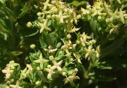 Image de Galium buxifolium Greene