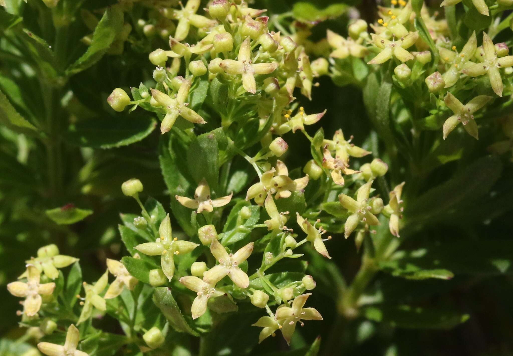 Plancia ëd Galium buxifolium Greene