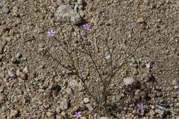 Image of puffcalyx gilia