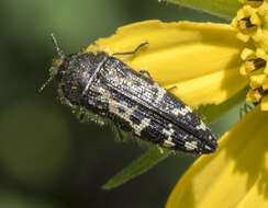 Image of Acmaeodera connexa Le Conte 1859