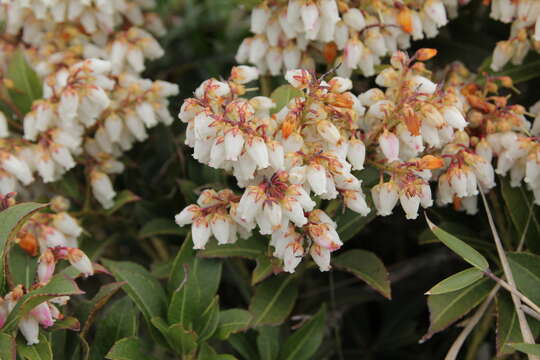 Image of Pieris japonica (Thunb.) D. Don ex G. Don