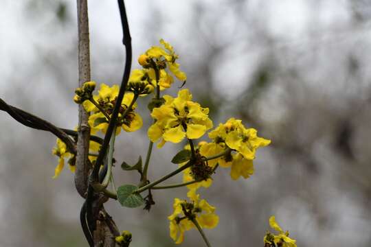 Imagem de Stigmaphyllon dichotomum (L.) Griseb.