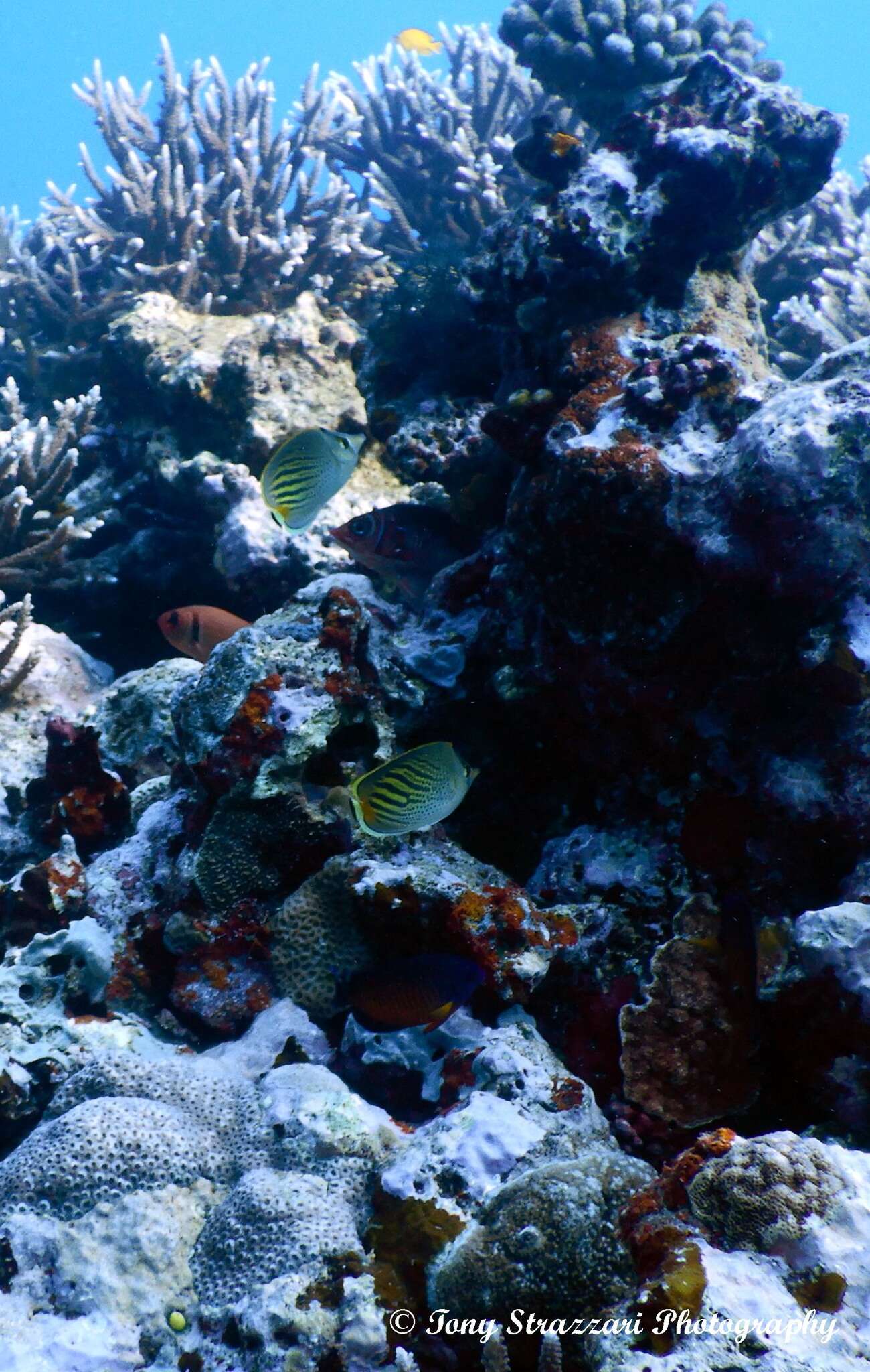 Image of Dot and dash Butterflyfish