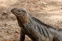 Image of Rhinoceros Iguana