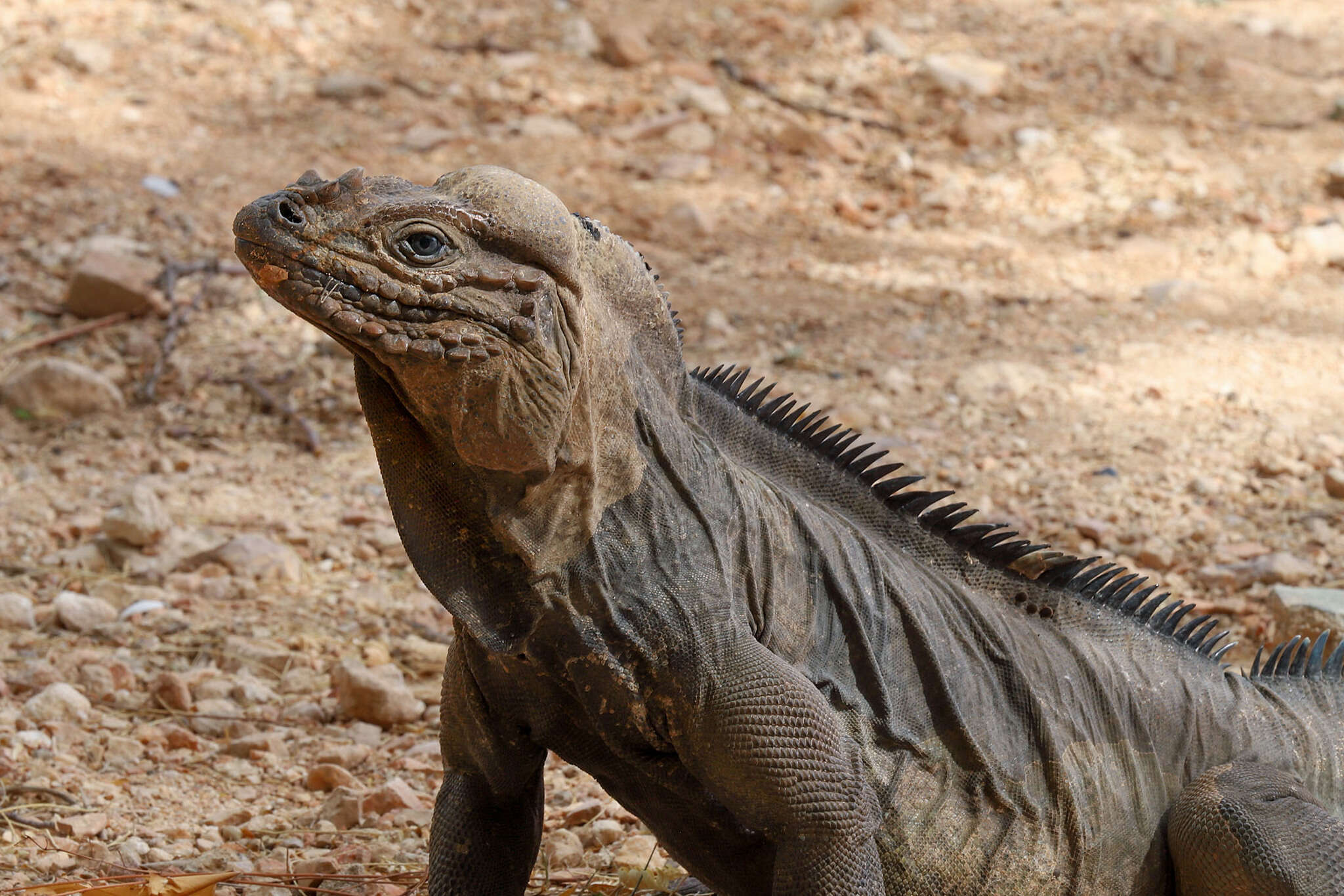 Imagem de Cyclura cornuta cornuta (Bonnaterre 1789)