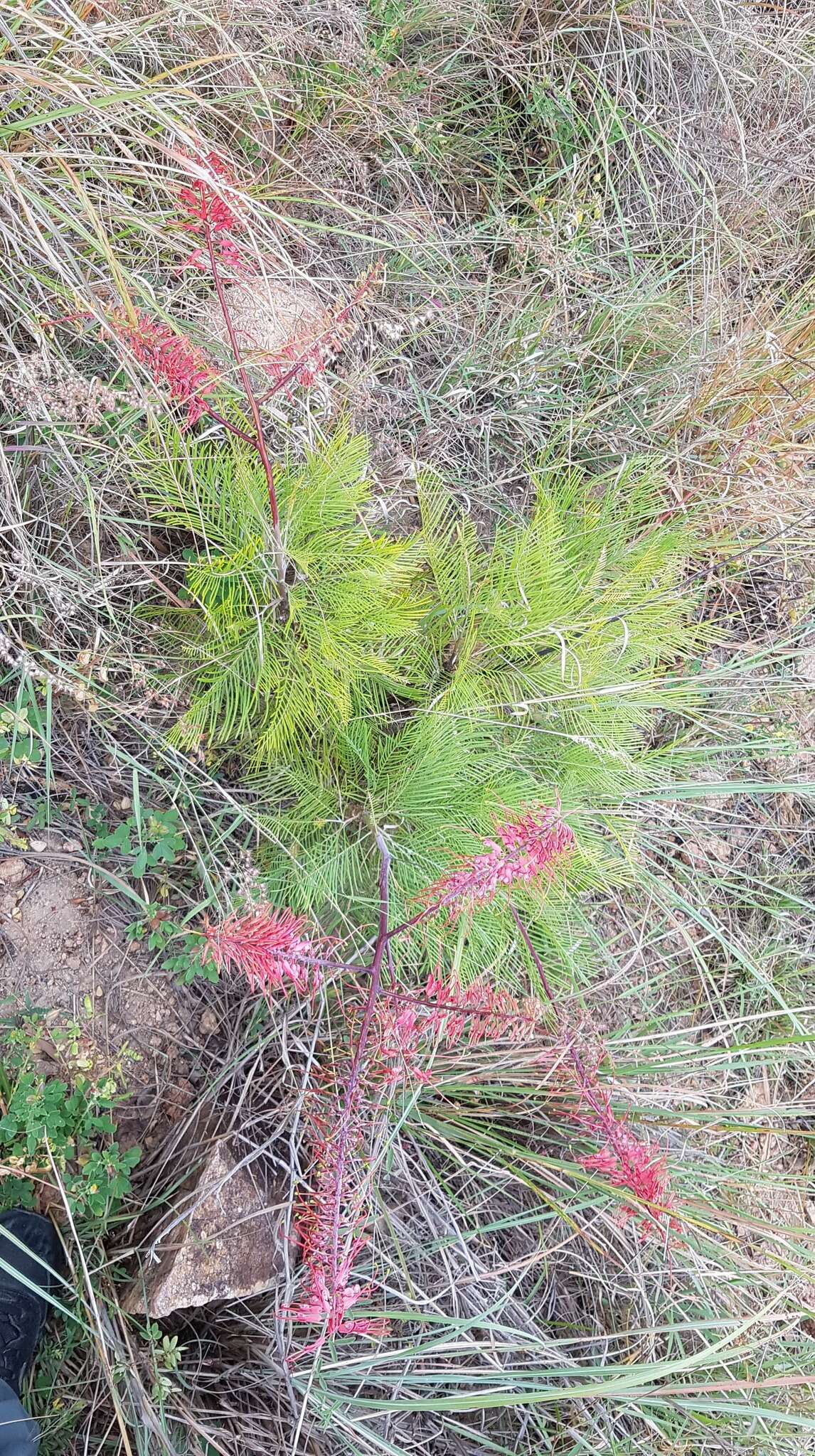 Image of Grevillea dryandri subsp. dryandri