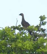 Image of Brazilian Chachalaca