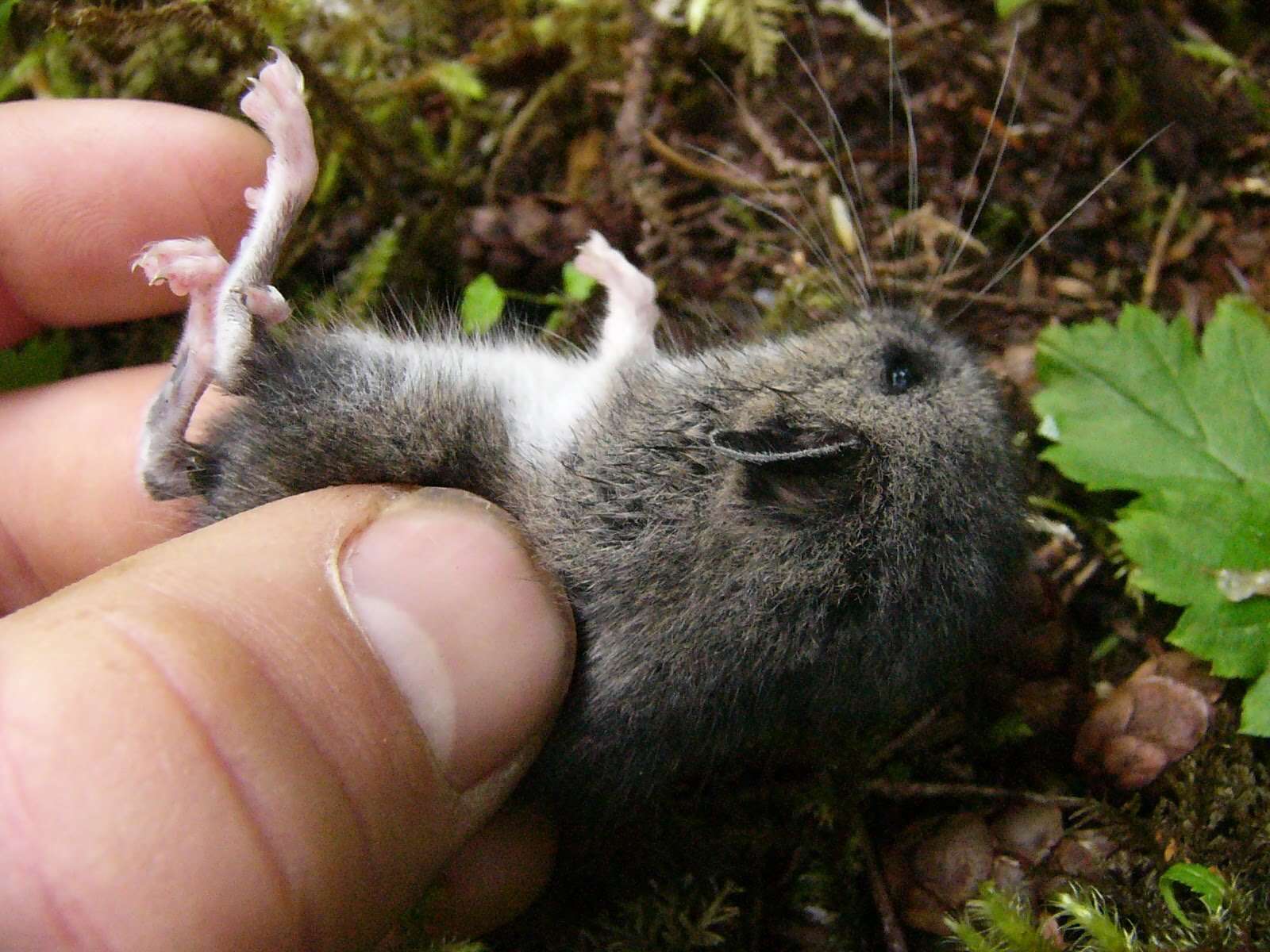 Peromyscus keeni (Rhoads 1894) resmi