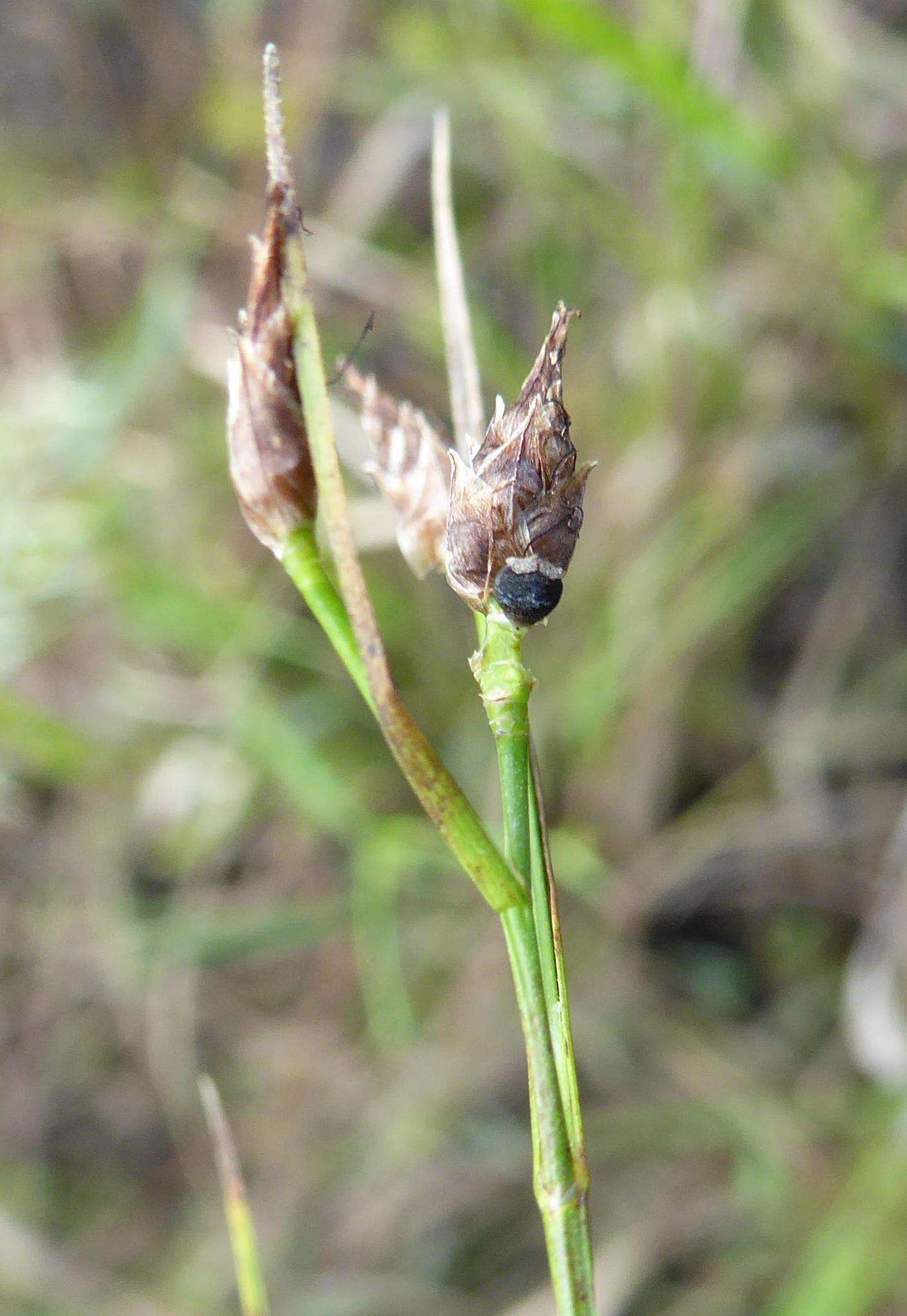 Rhynchospora eximia (Nees) Boeckeler的圖片