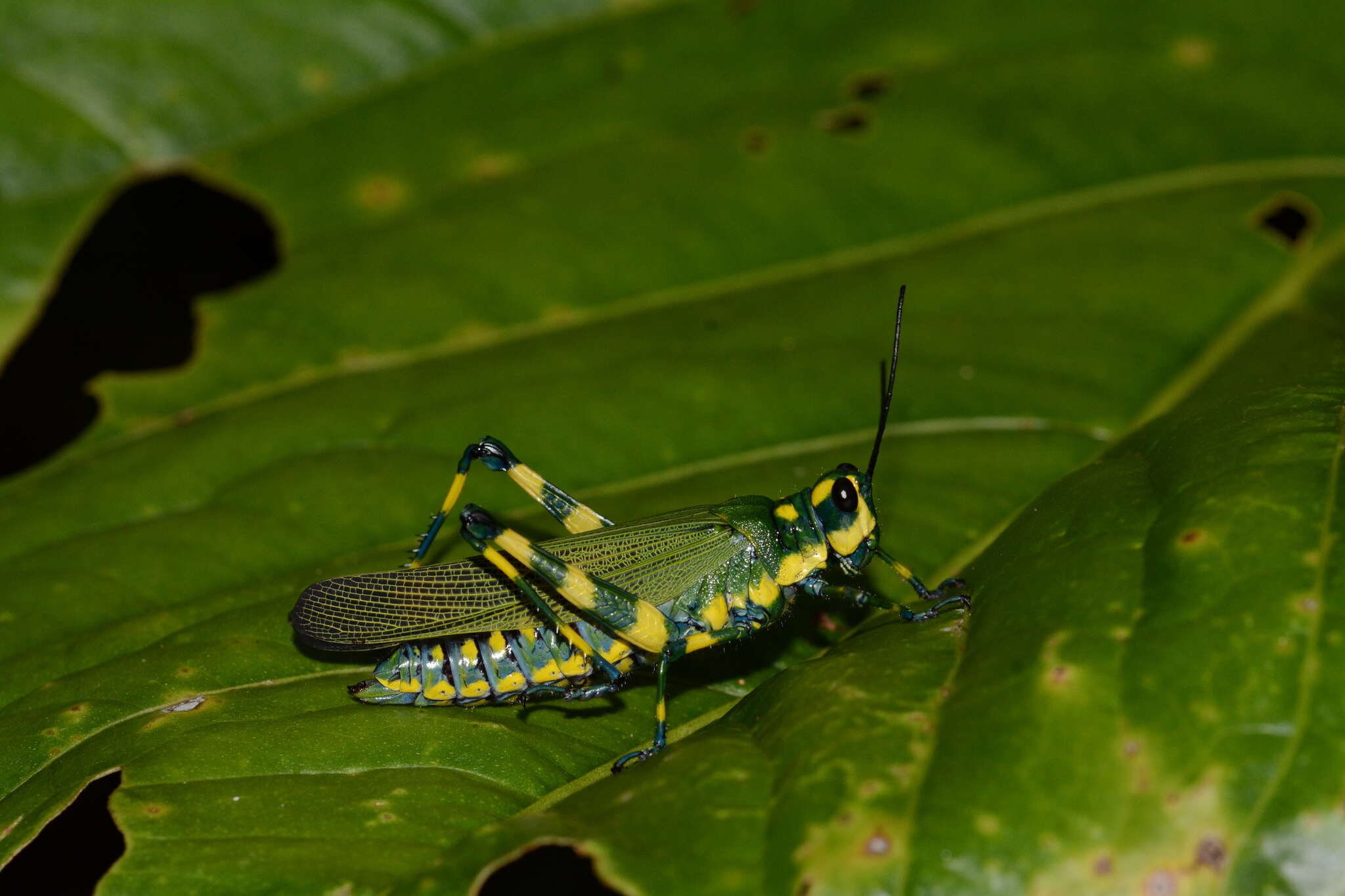 Image of Chromacris psittacus pacificus Roberts, H. R. & Carbonell 1982