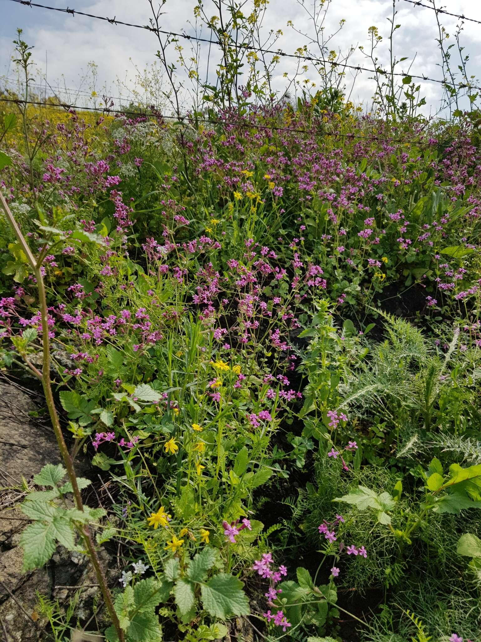 Silene aegyptiaca (L.) L. fil.的圖片