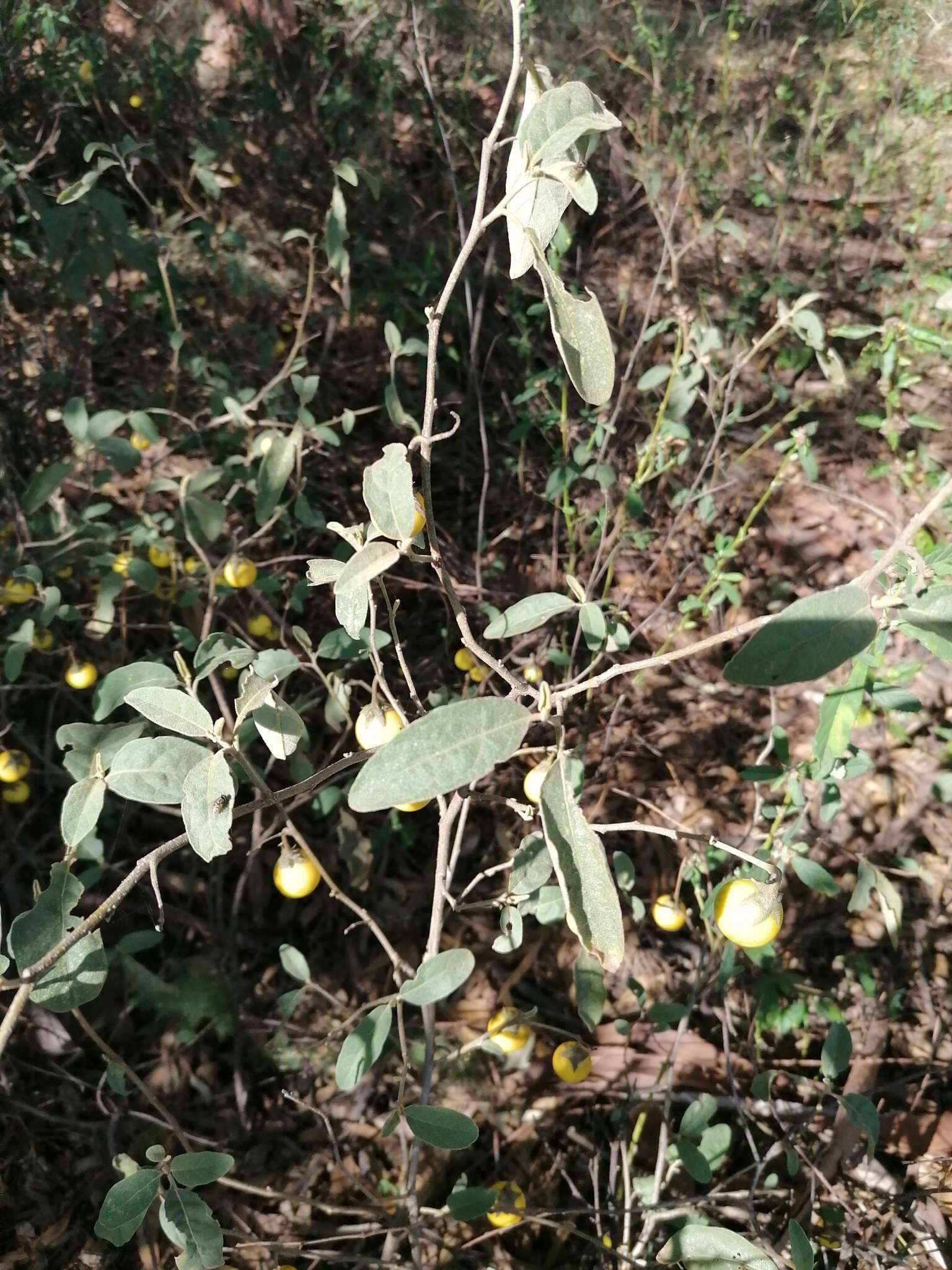 Image de Solanum campylacanthum Hochst. ex A. Rich.