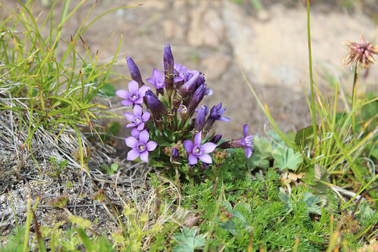 Sivun Gentianella caucasea (Loddiges ex Sims) J. Holub kuva