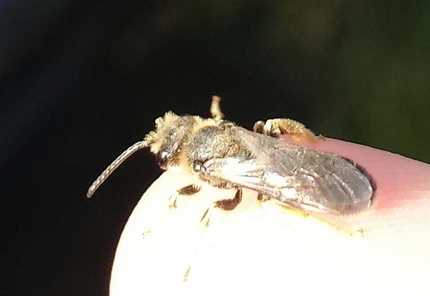 Image of Orange-legged furrow bee