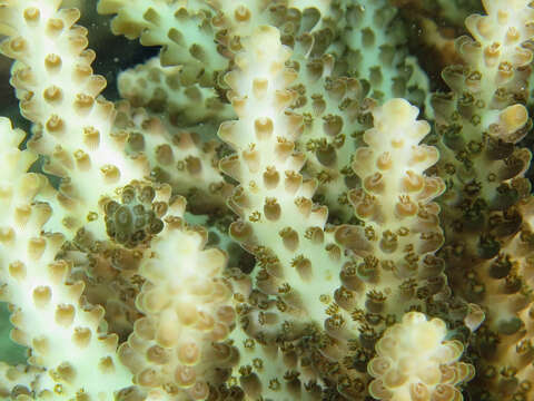 Image of Acropora selago (Studer 1879)