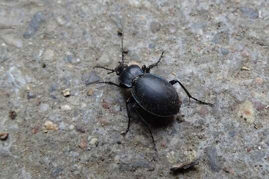 Image of Winstanley Ground Beetle