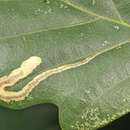 Image of Stigmella ruficapitella (Haworth 1828) Beirne 1945