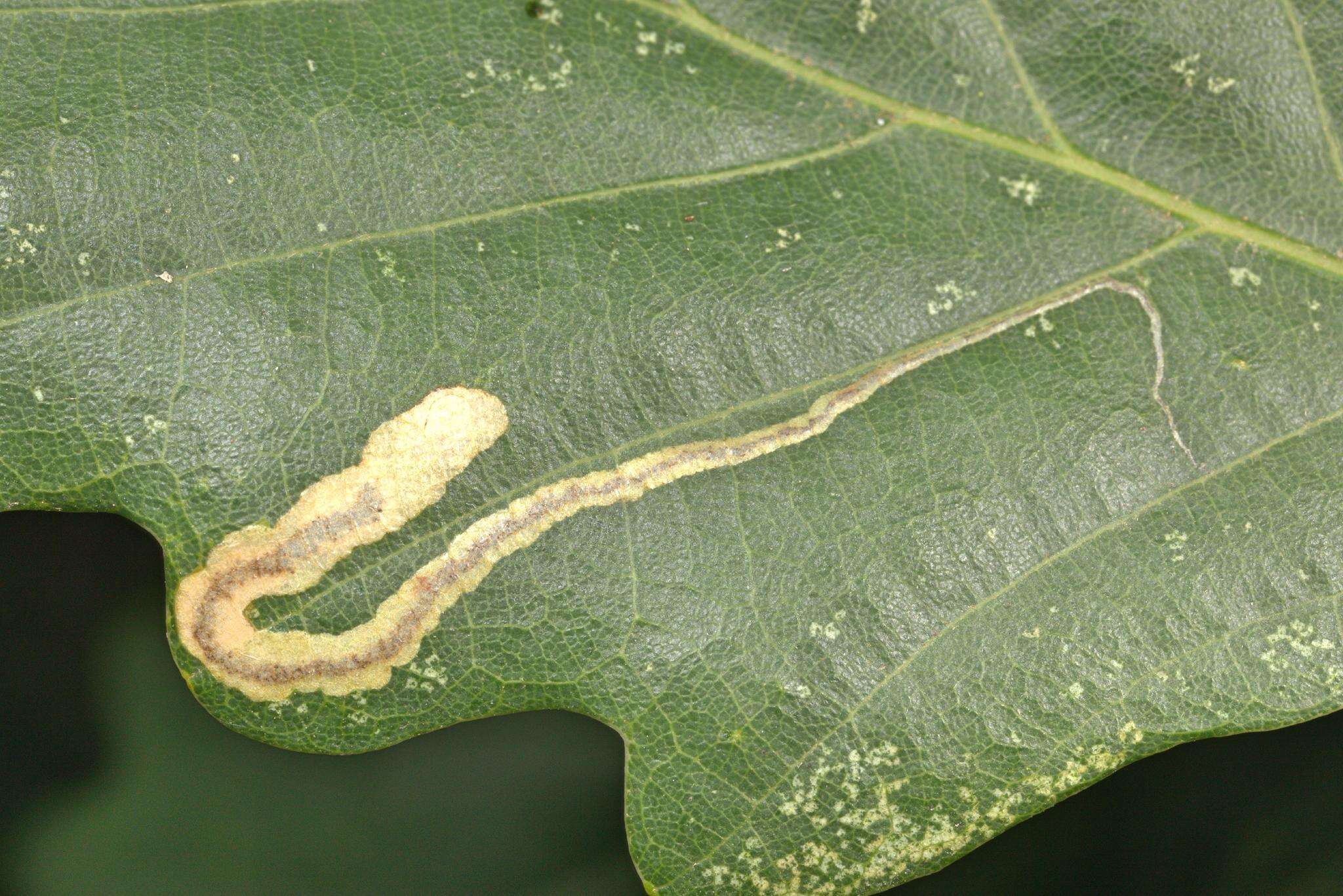 Image of Stigmella ruficapitella (Haworth 1828) Beirne 1945