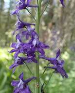 Sivun Delphinium glaucum S. Wats. kuva