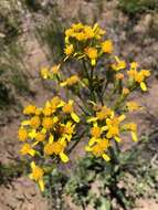 Plancia ëd Senecio integerrimus var. exaltatus (Nutt.) Cronq.