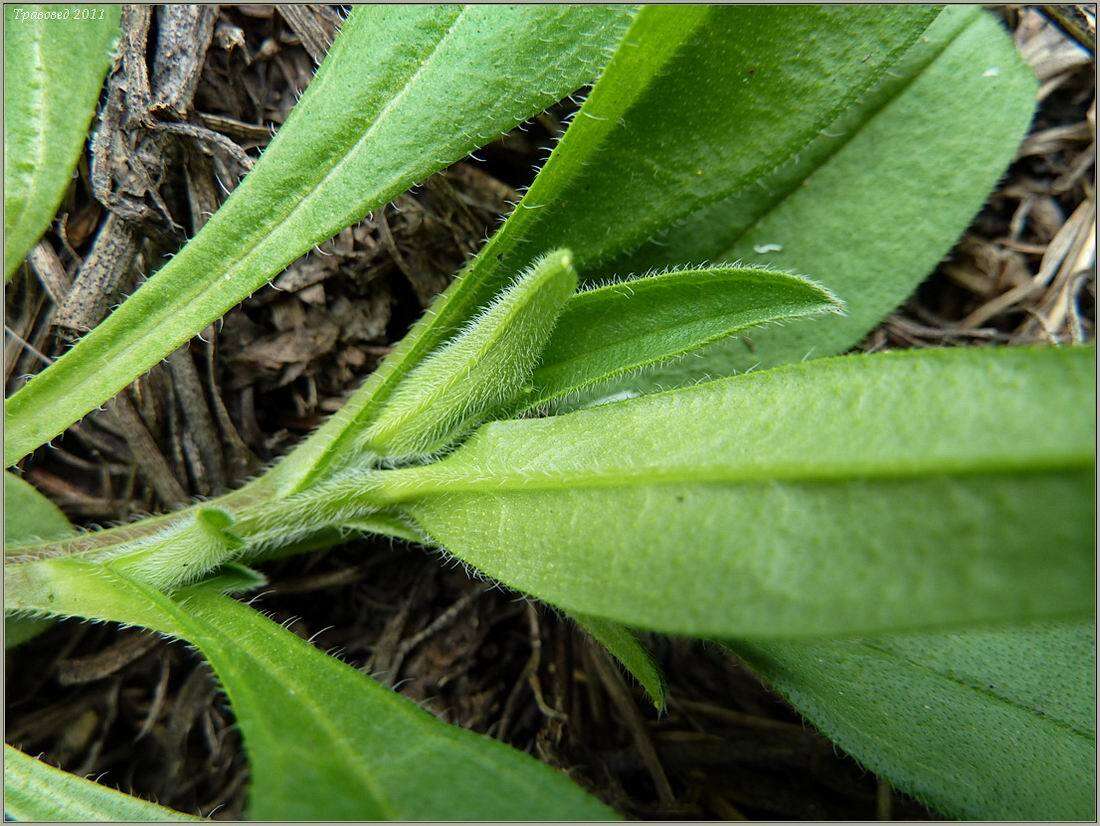 Imagem de Myosotis sparsiflora Pohl