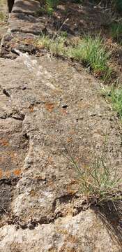 Image of Texas cottontop