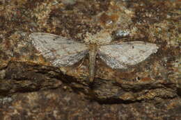 Image de Idaea attenuaria Rambur 1833