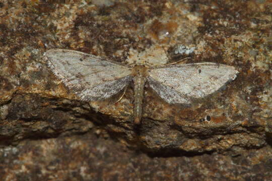 Image of Idaea attenuaria Rambur 1833