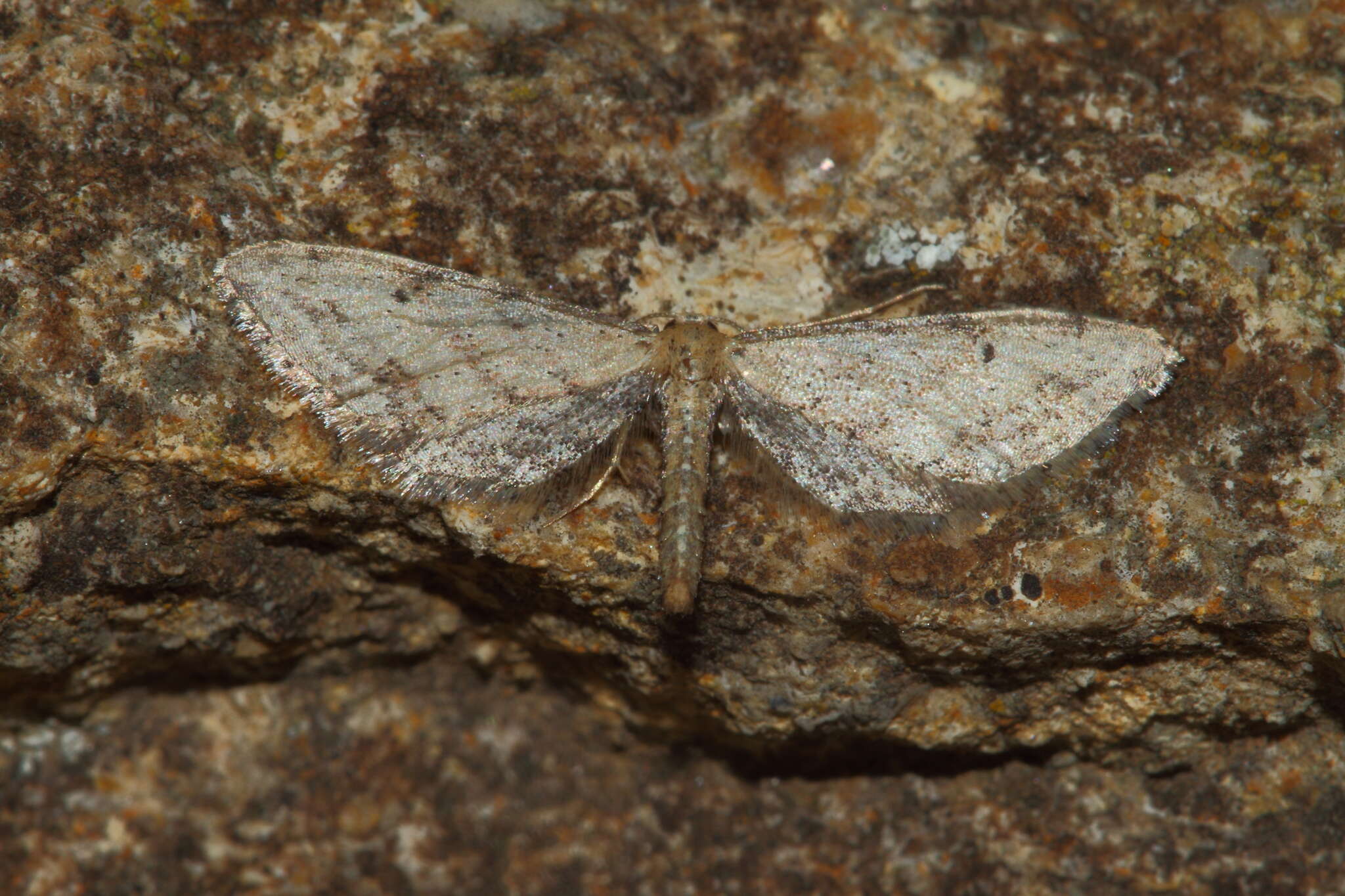 Image de Idaea attenuaria Rambur 1833