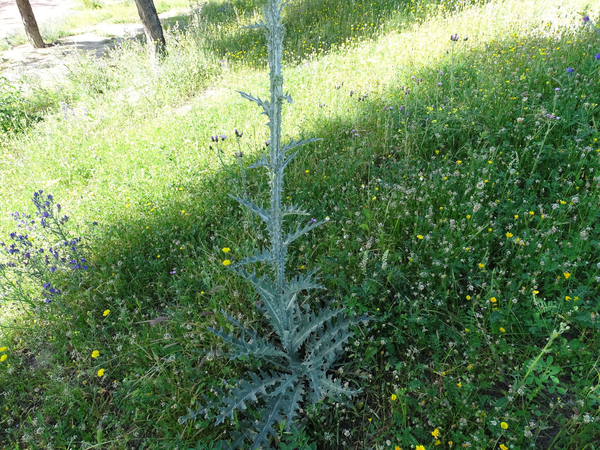 Image of Illyrian cottonthistle