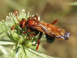 صورة Hemipepsis mauritanica (Linnaeus 1767)