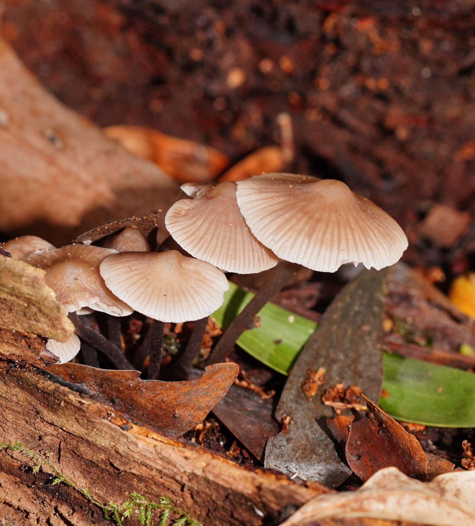 Sivun Mycena albidofusca Cleland 1933 kuva